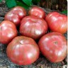 Томат Малиновая Нерка ( серия Гном )