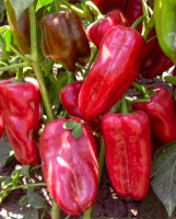 Перец Хаски F1