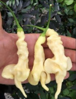 Перец острый Аджи Конфьюжен