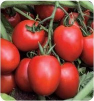 Томат Дино