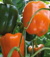 Перец Магно F1