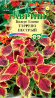 Колеус Блюме  Торенто Пестрый
