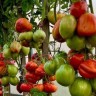 Томат Карл от Бориса Сонина