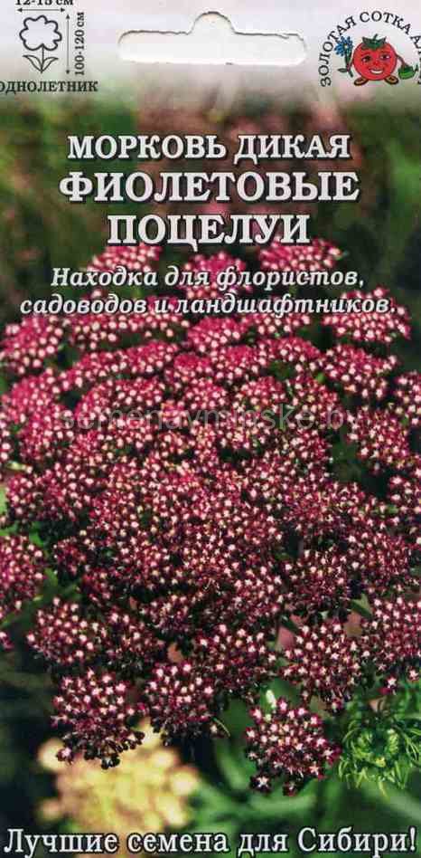 Купить Семена Морковь Дикая Фиолетовые Поцелуи