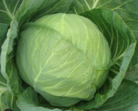 Капуста Миррор F1