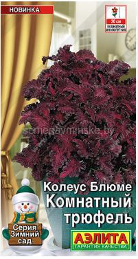 Колеус Блюме Комнатный Трюфель