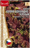 Колеус Колоча Шоколадно - Зеленый
