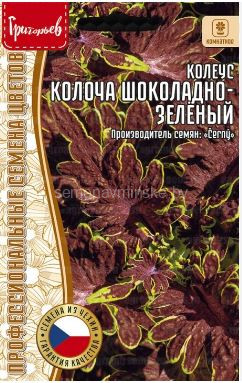Колеус Колоча Шоколадно - Зеленый
