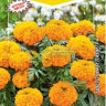 Бархатцы Апельсиновое Чудо