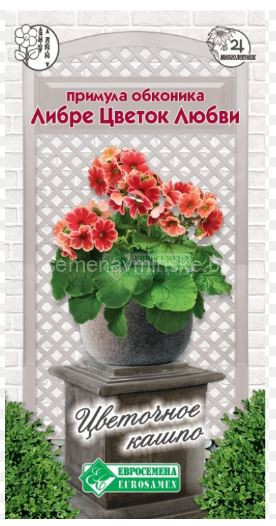 Примула обконика Либре Цветок Любви