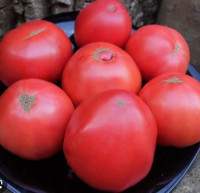 Томат Розовые Антузы