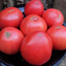 Томат Розовые Антузы