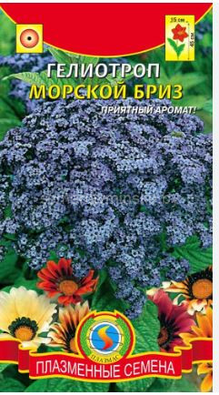 Гелиотроп Морской Бриз