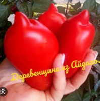 Томат Деревенщина из Айдахо