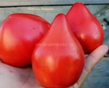 Томат Северная Корона