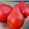 Томат Северная Корона