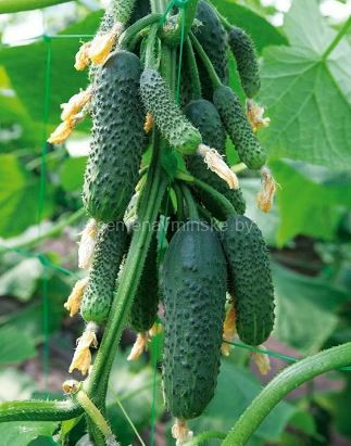 Огурец Тайгер F1