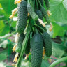 Огурец Тайгер F1