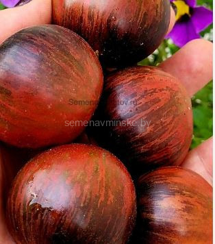 Томат Далекий Космос