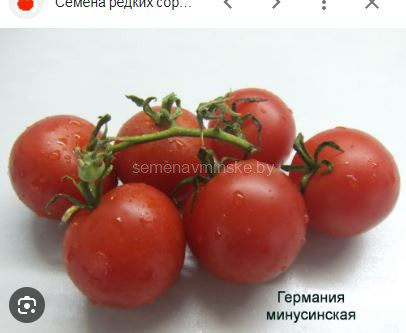 Томат Германия Минусинская