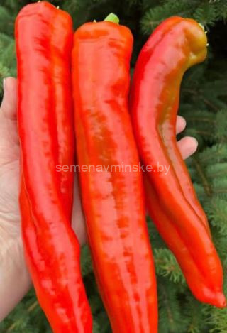 Перец Гигант Анкогуа ( Аргентина )