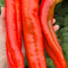 Перец Гигант Анкогуа ( Аргентина )