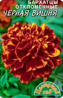 Бархатцы Черная Вишня