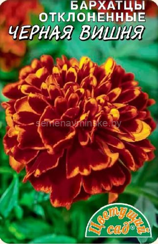Бархатцы Черная Вишня