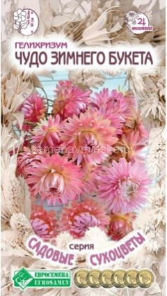 Гелихризум Чудо Зимнего Букета
