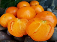 Томат Монстр Флэтхед оранжевый