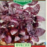 Базилик Фуксия