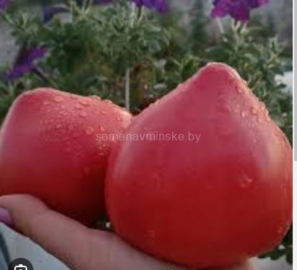 Томат Синица Монахини