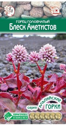 Горец Блеск Аметистов