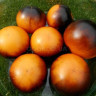 Томат Голубой Апельсин