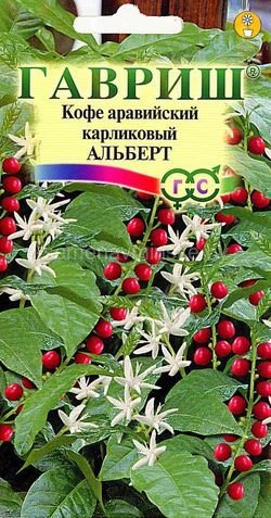 Кофе аравийский карликовый Альберт