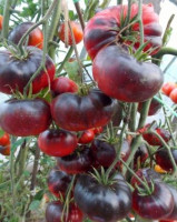 Томат Пурпурное Яблоко Софии