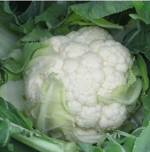 Капуста цветная Форталеза F1 