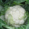Капуста цветная Форталеза F1 