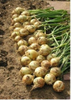 Лук репчатый Ледокол