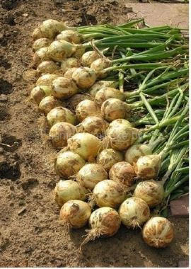 Лук репчатый Ледокол