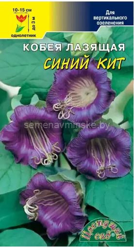 Кобея Синий Кит