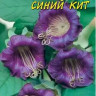 Кобея Синий Кит