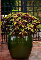 Колеус Ананасовый Сюрприз