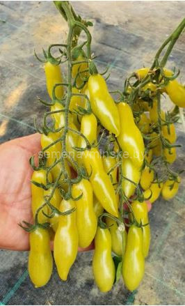 Томат Танцующие Зеленые Пальчики