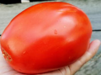 Томат Паста Неллы