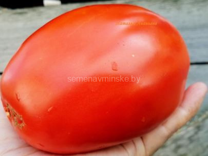 Томат Паста Неллы