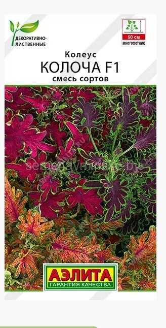 Колеус Колоча смесь