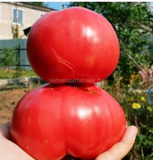 Томат Людвиг