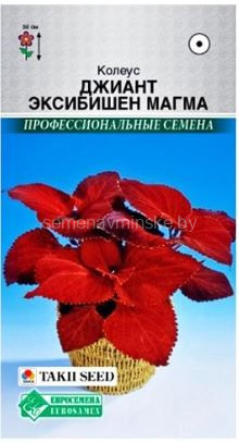 Колеус Джиант Эксибишн Магма