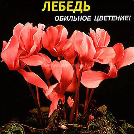 семена цветов купить в минске